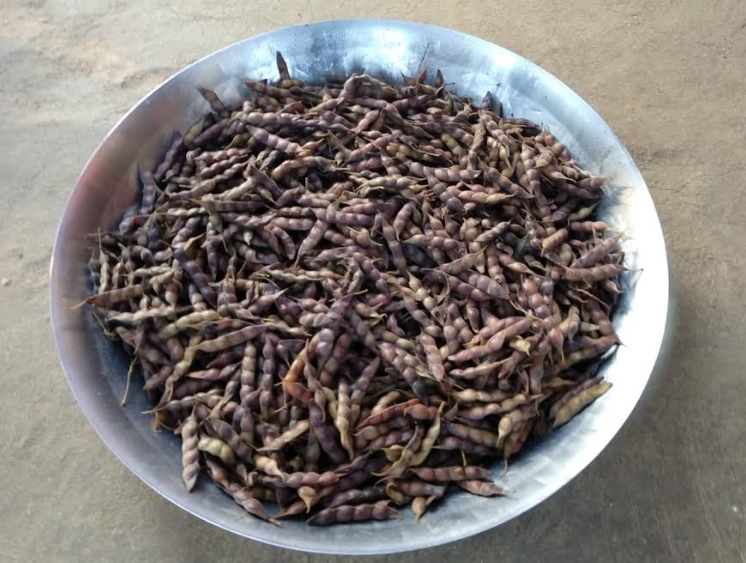 harvested toor that can be eaten raw as well. 
