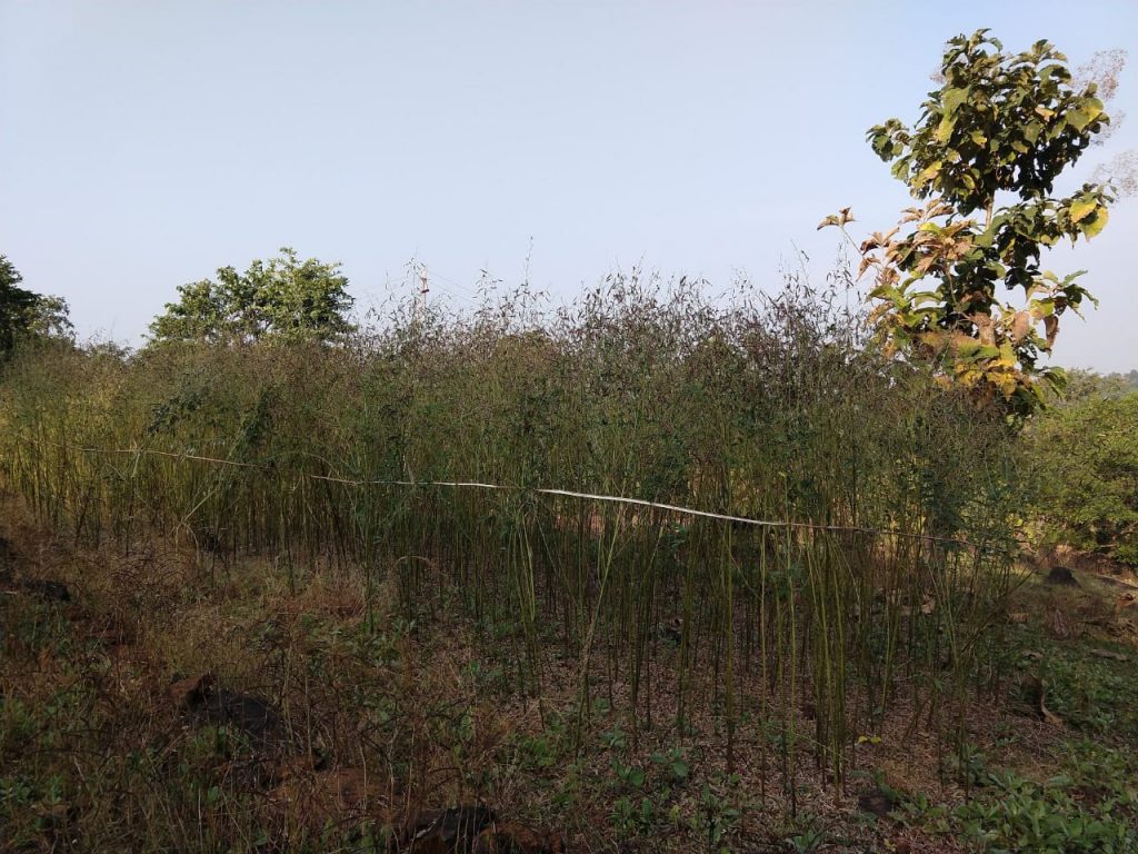 Toor cultivation at Wangadpada village. 